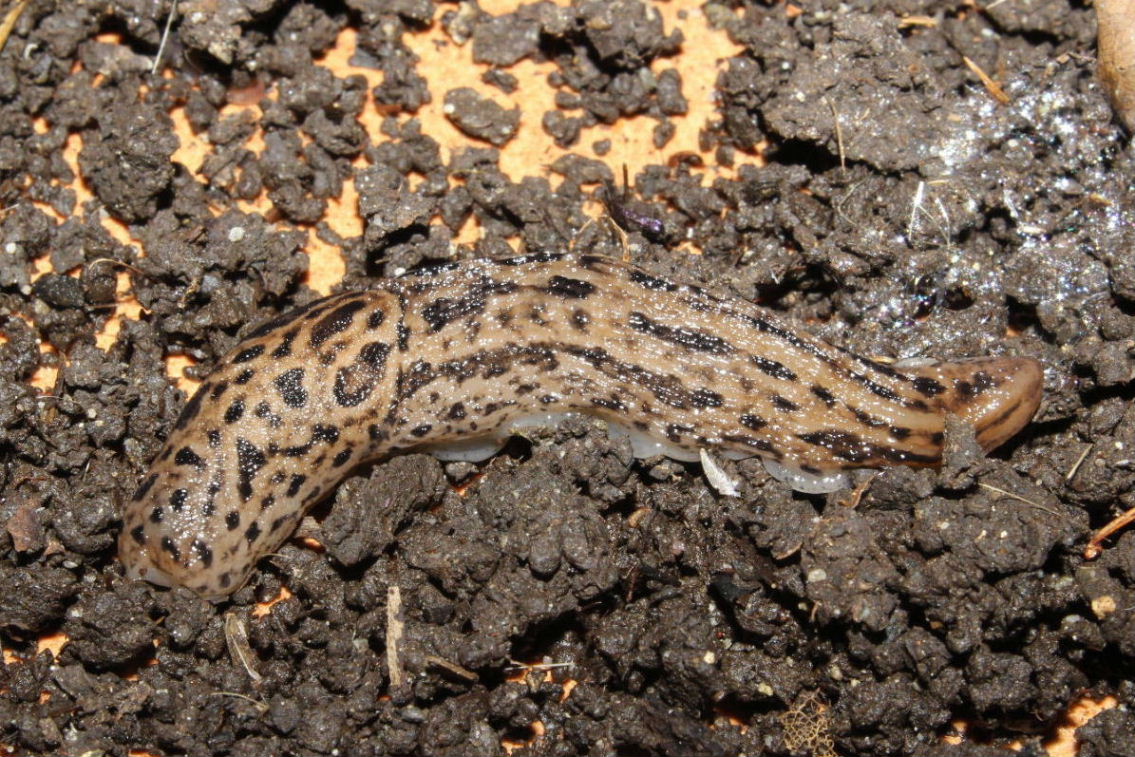 Limax maximus da Monzone (MS)