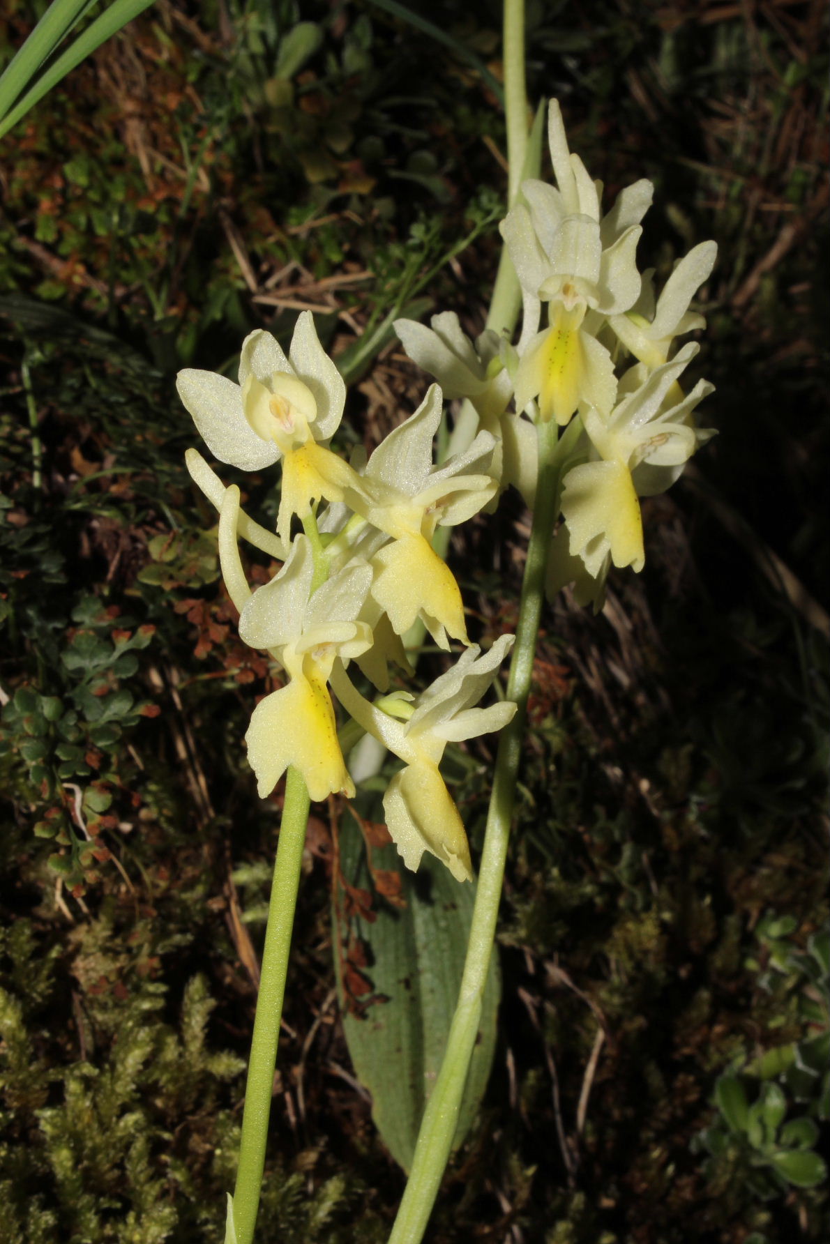 Orchis pauciflora (MS)