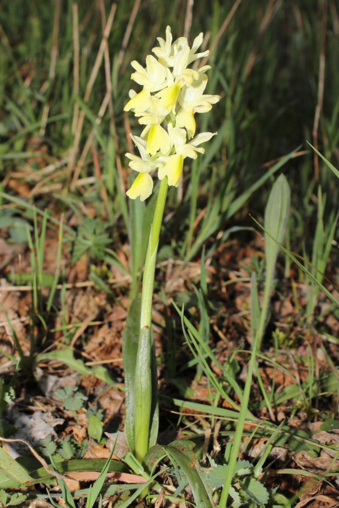 Orchis pauciflora (MS)