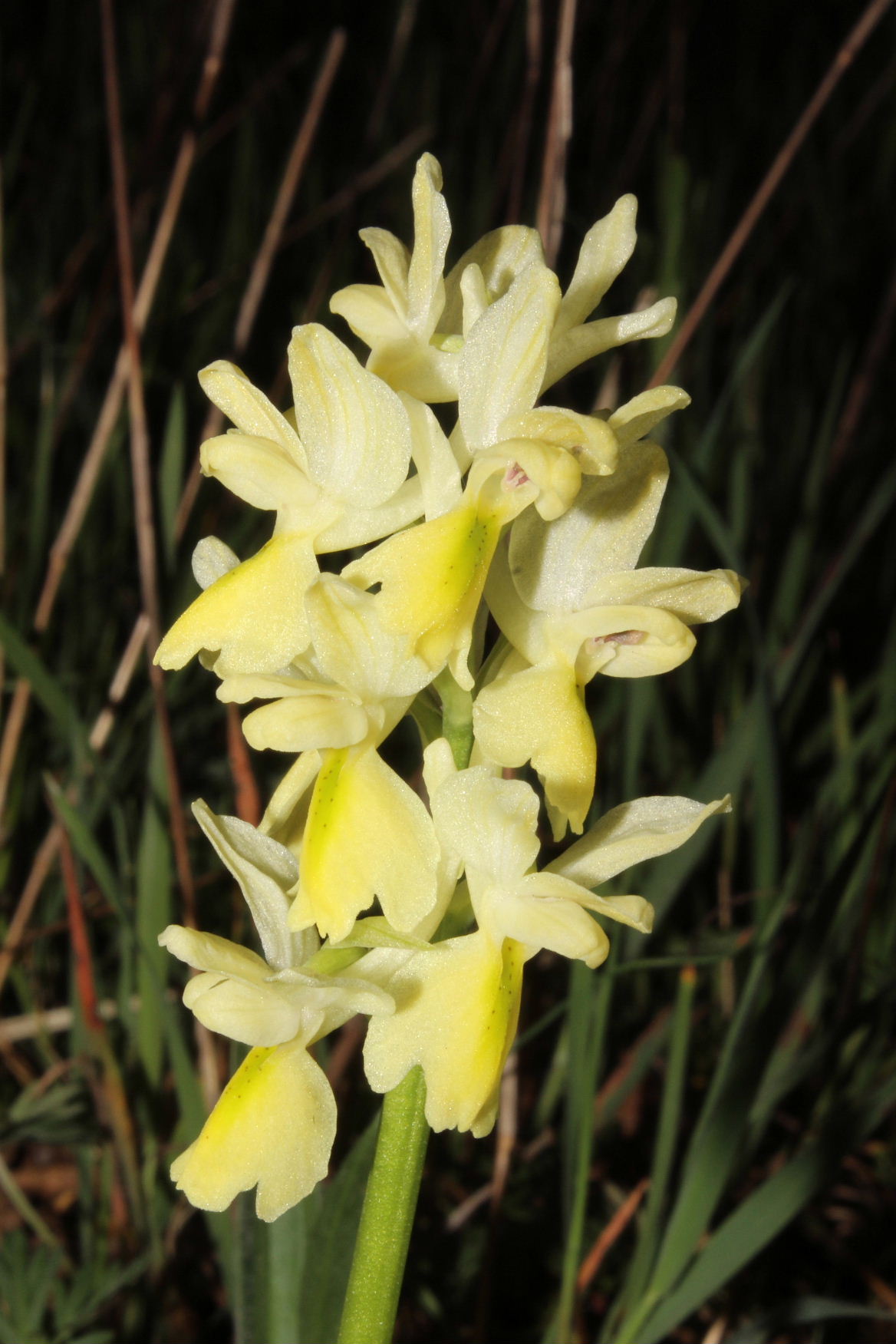 Orchis pauciflora (MS)