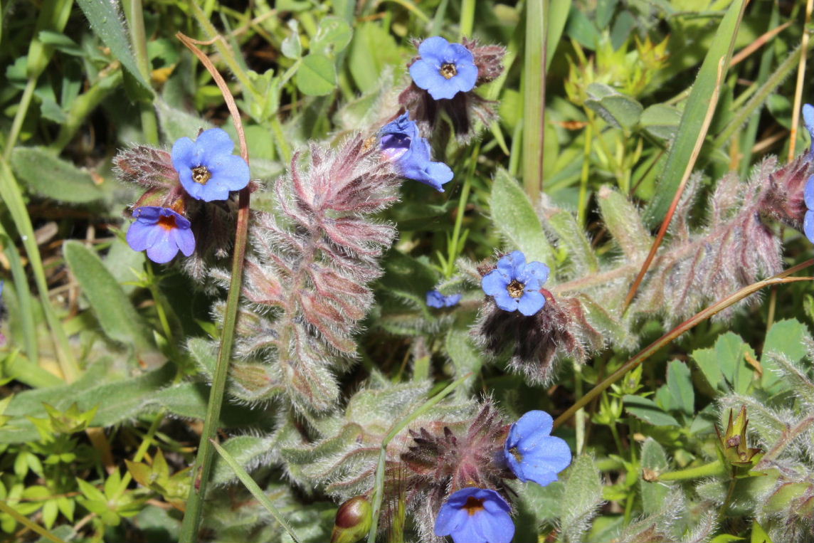 Alkanna tinctoria  / Arganetta azzurra