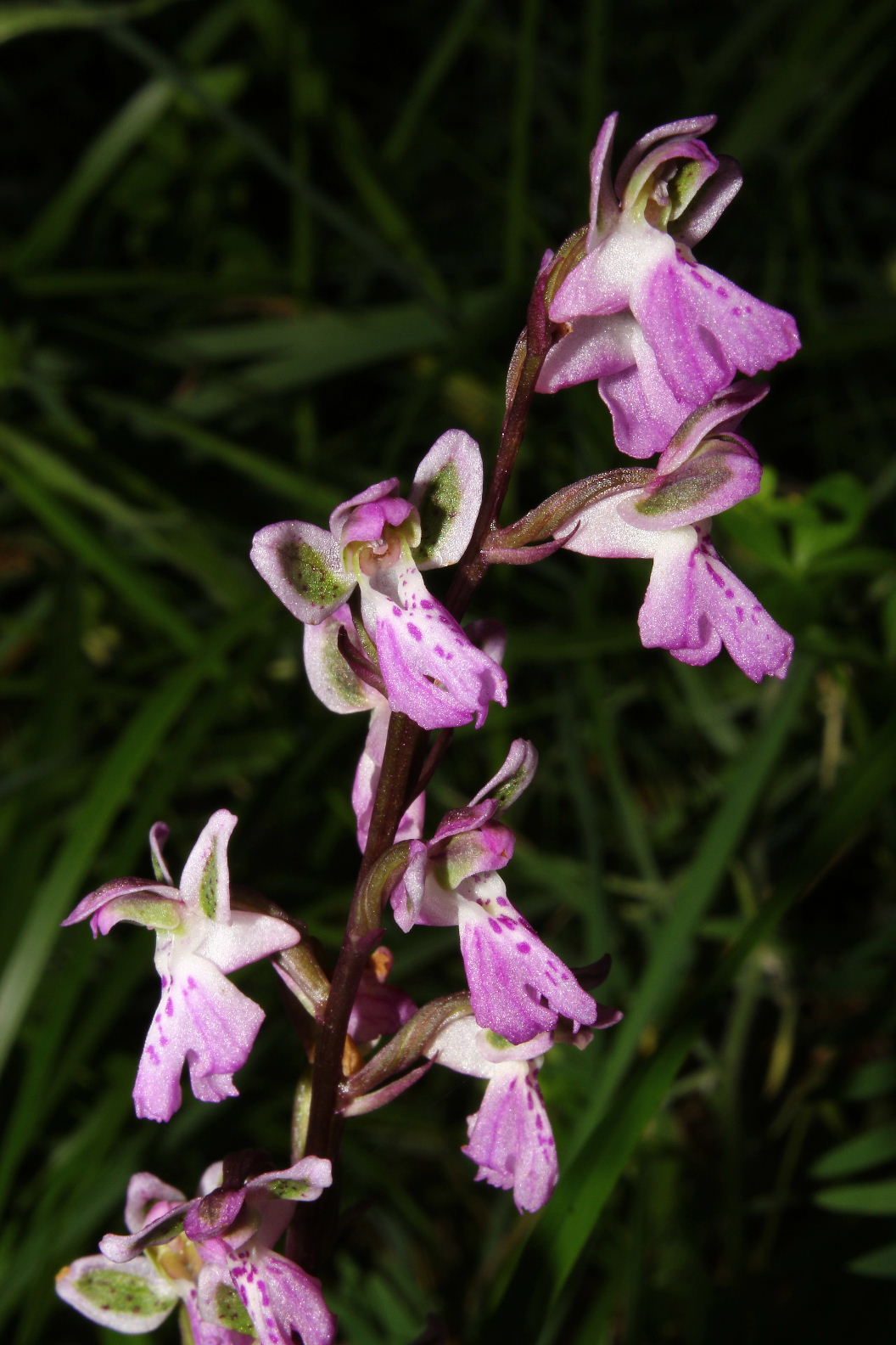 Orchidee valli Aveto, Sturla e .