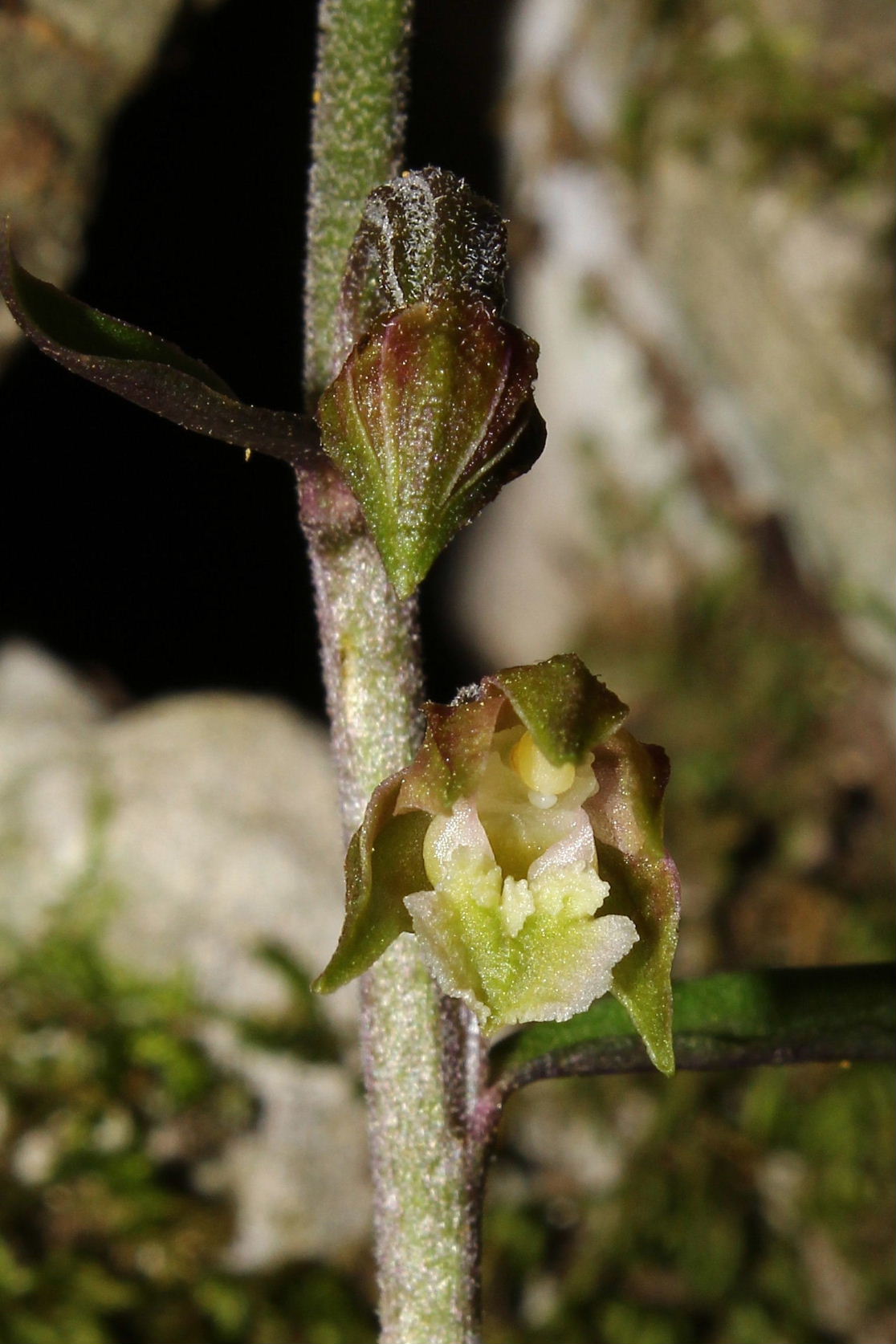 Epipactis microphylla