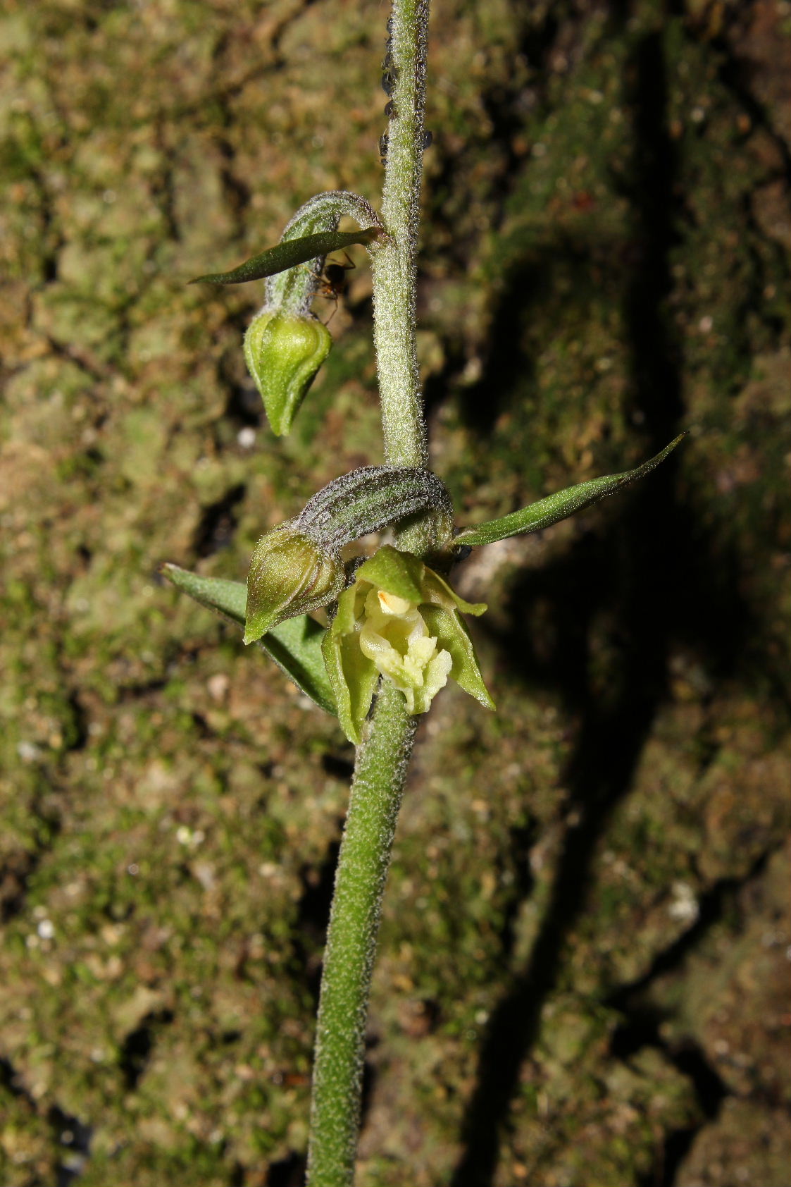 Epipactis microphylla