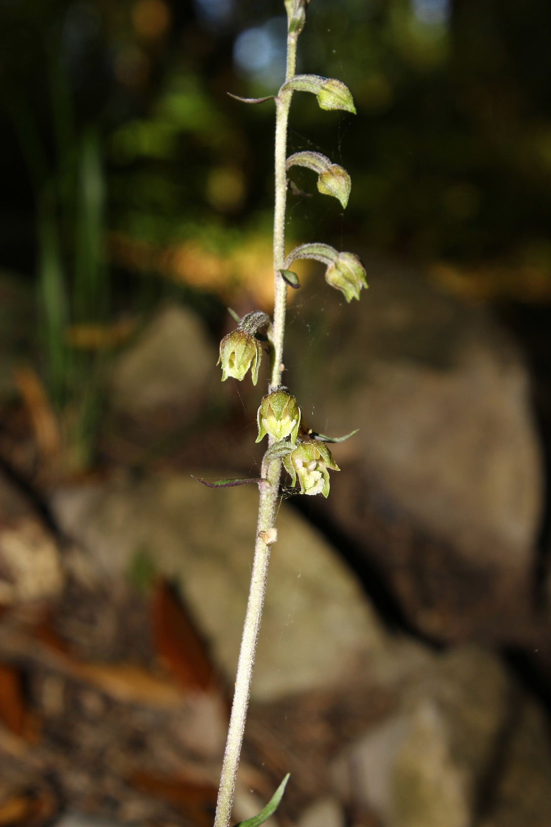 Epipactis microphylla