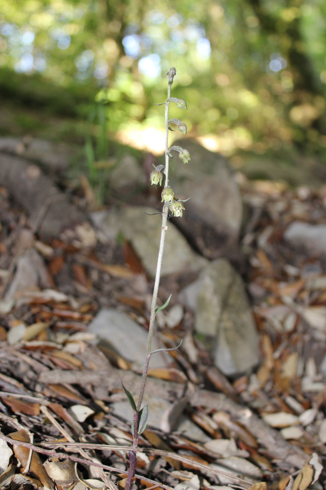 Epipactis microphylla