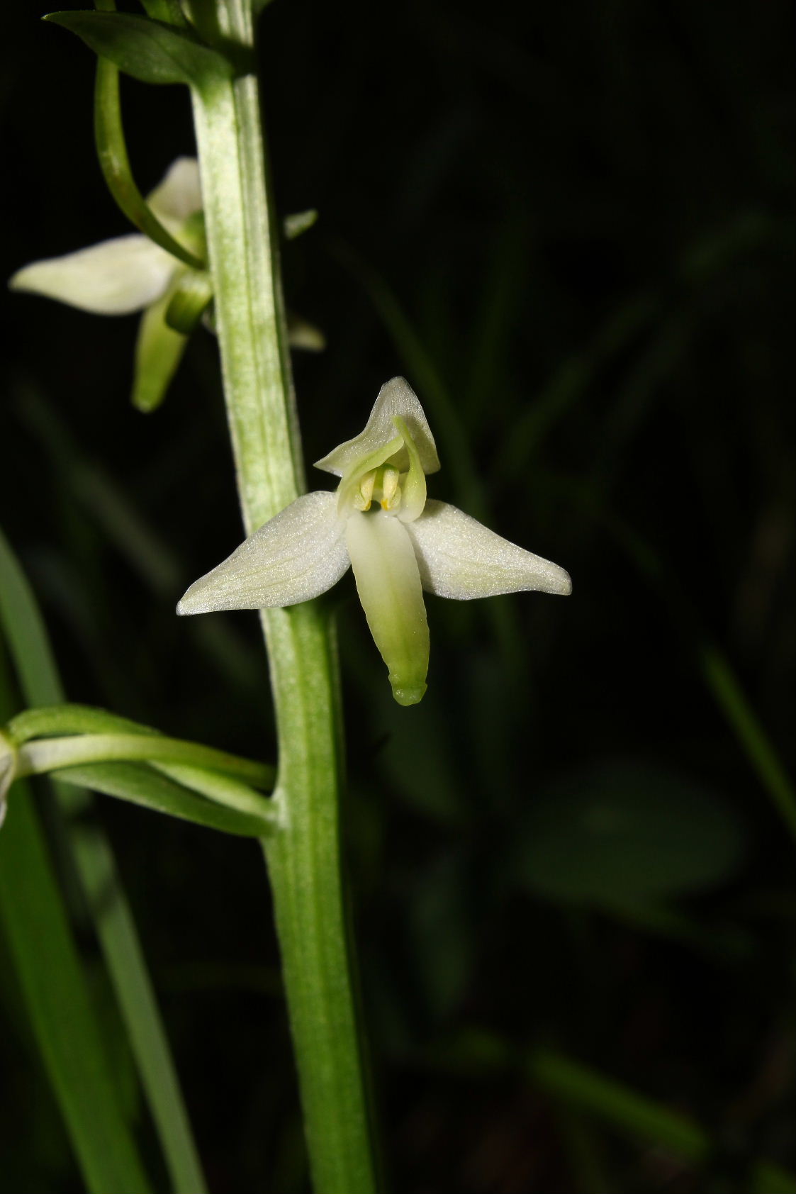 Orchidee valli Aveto, Sturla e .