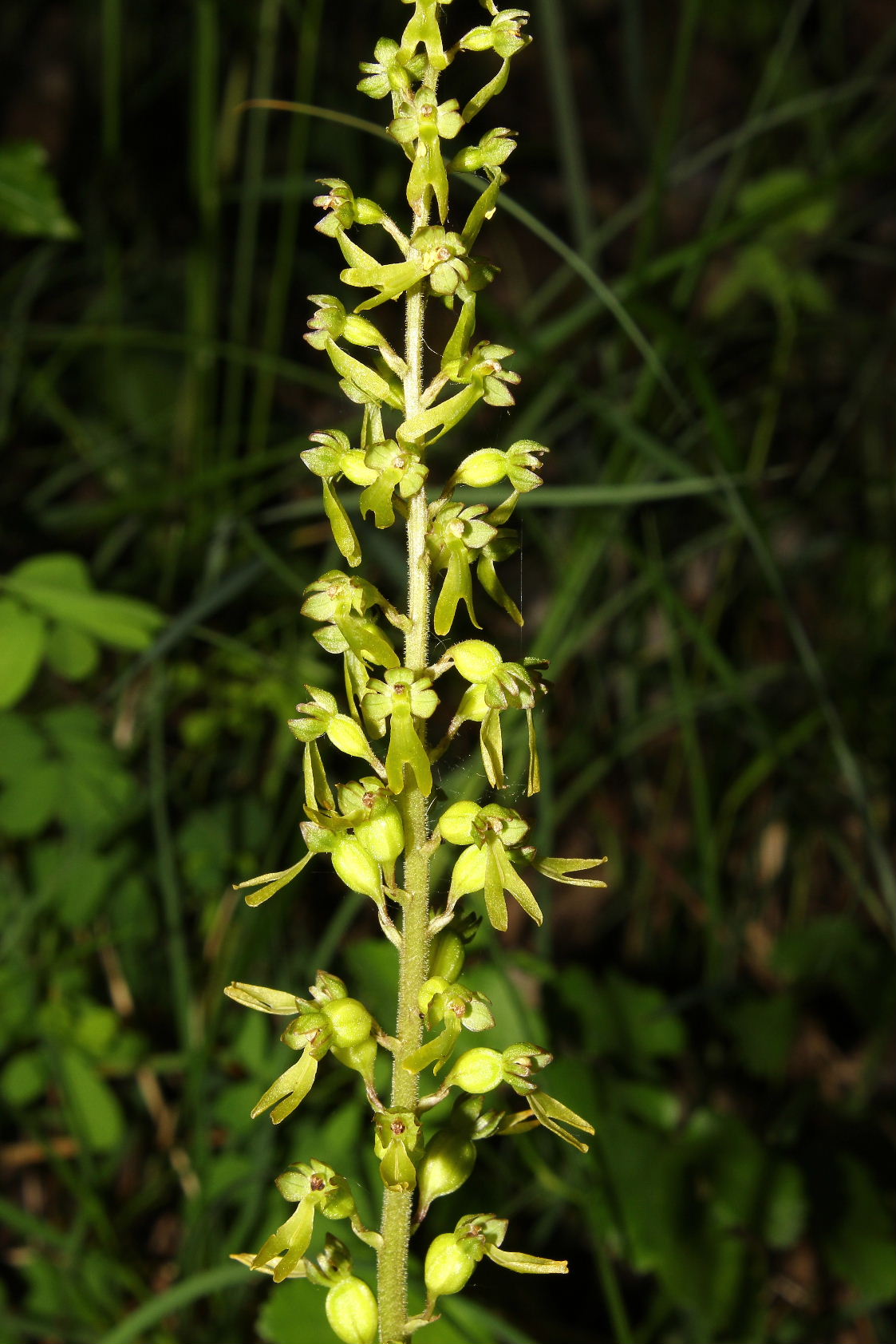 Orchidee valli Aveto, Sturla e .