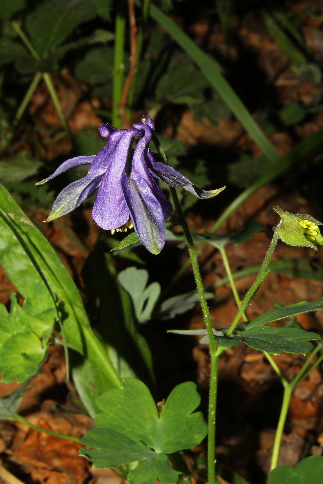 Aquilegia ophiolitica