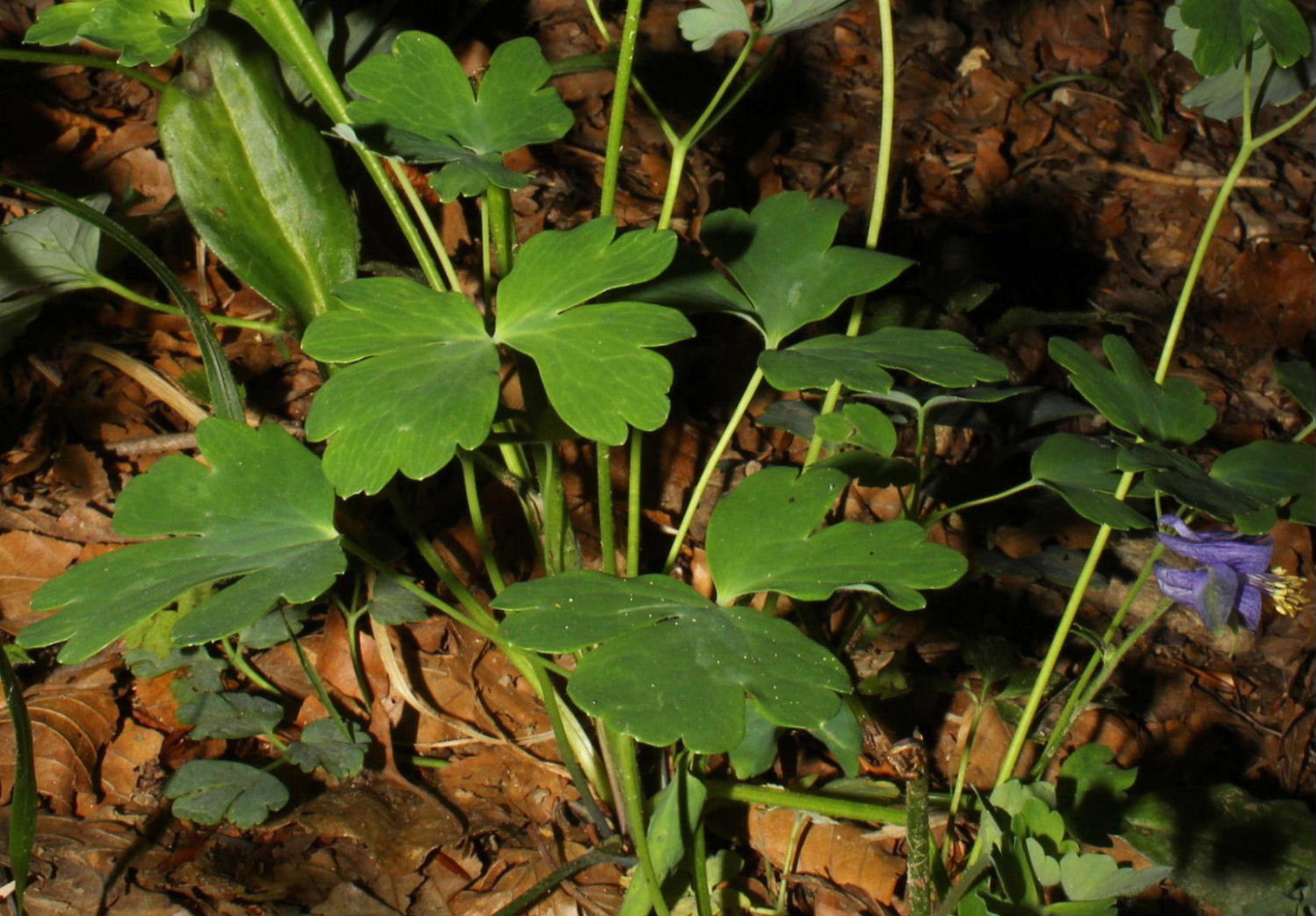 Aquilegia ophiolitica