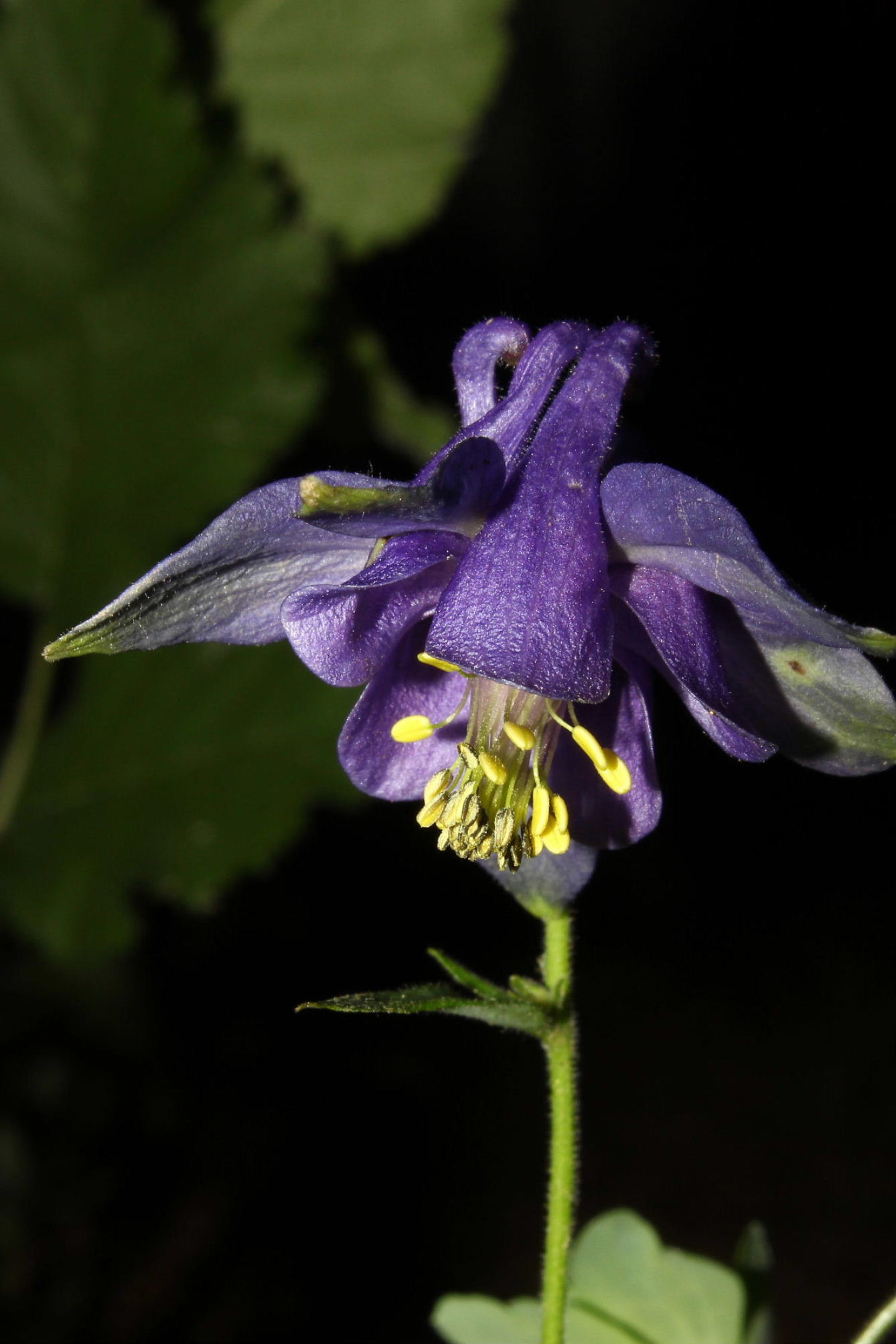 Aquilegia ophiolitica