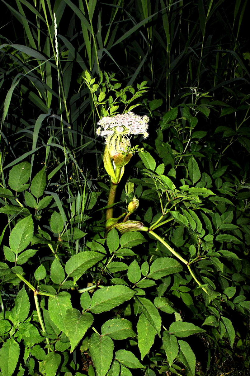 Angelica sylvestris / Angelica selvatica