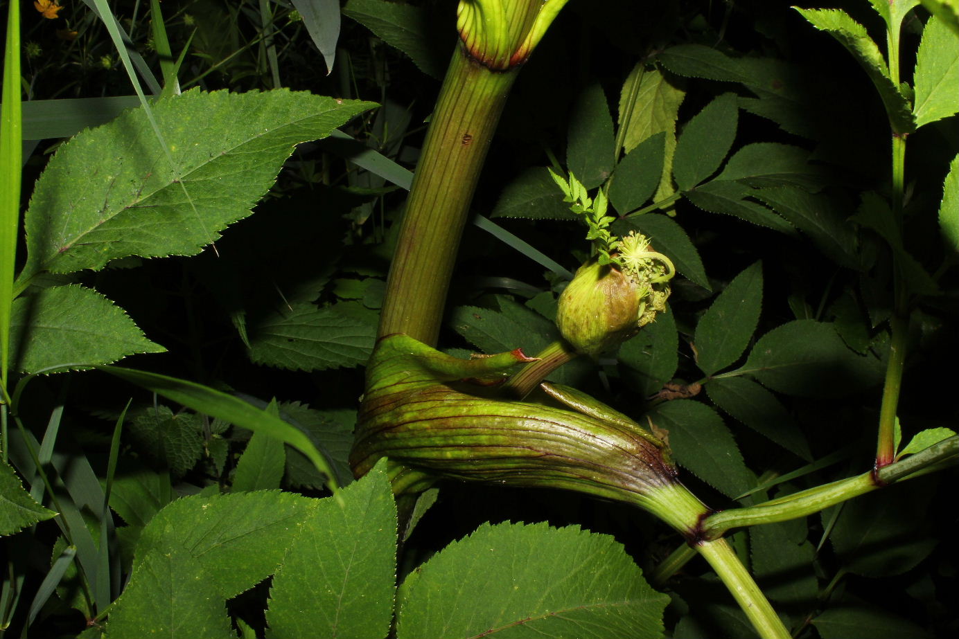 Angelica sylvestris / Angelica selvatica