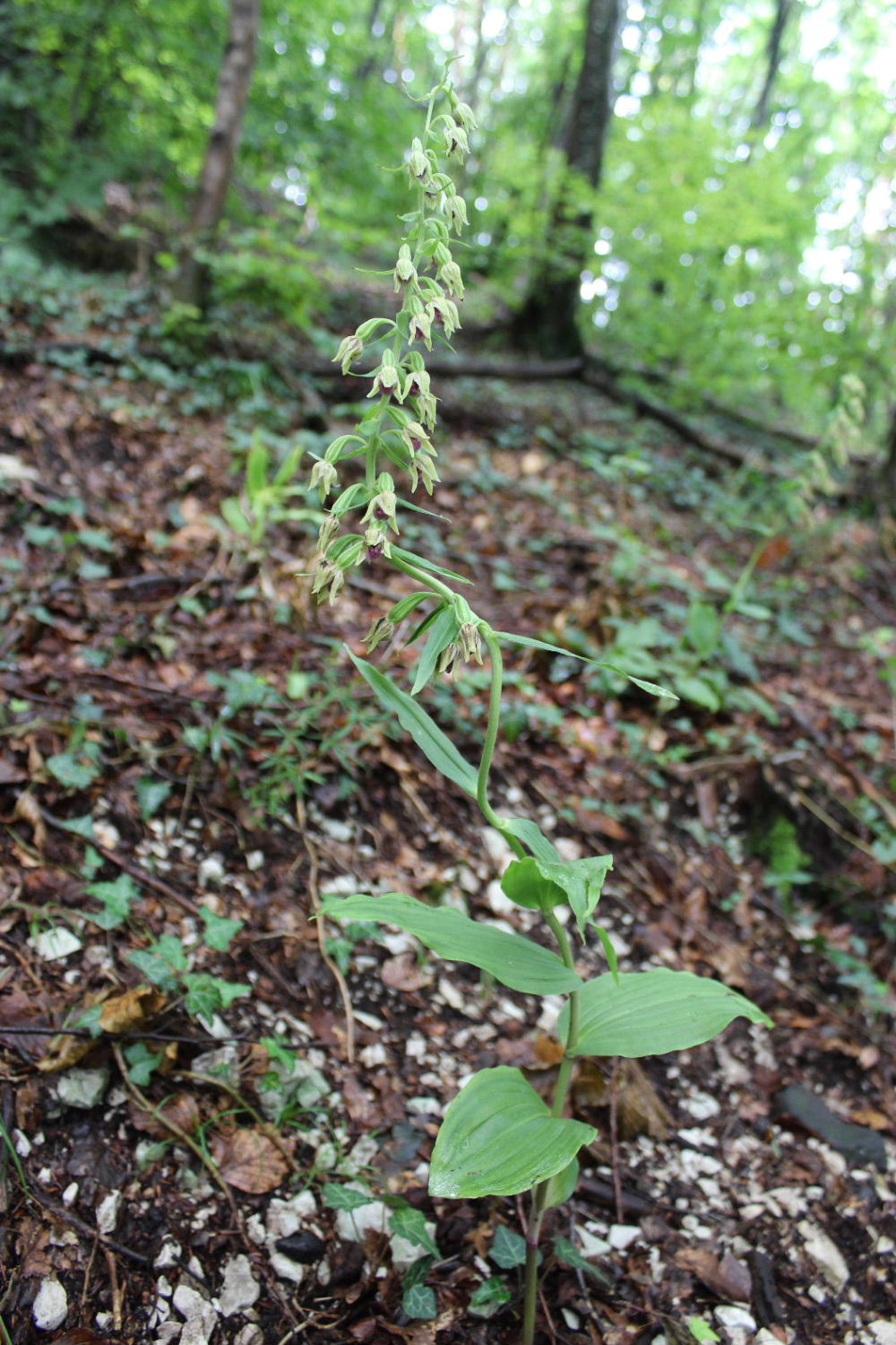 Epipactis thesaurensis in Lessinia