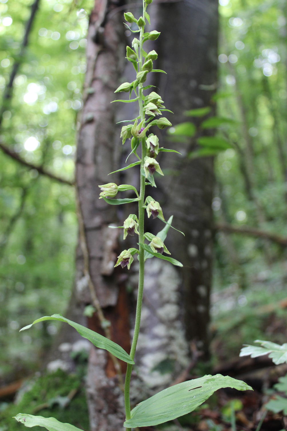 Epipactis thesaurensis in Lessinia