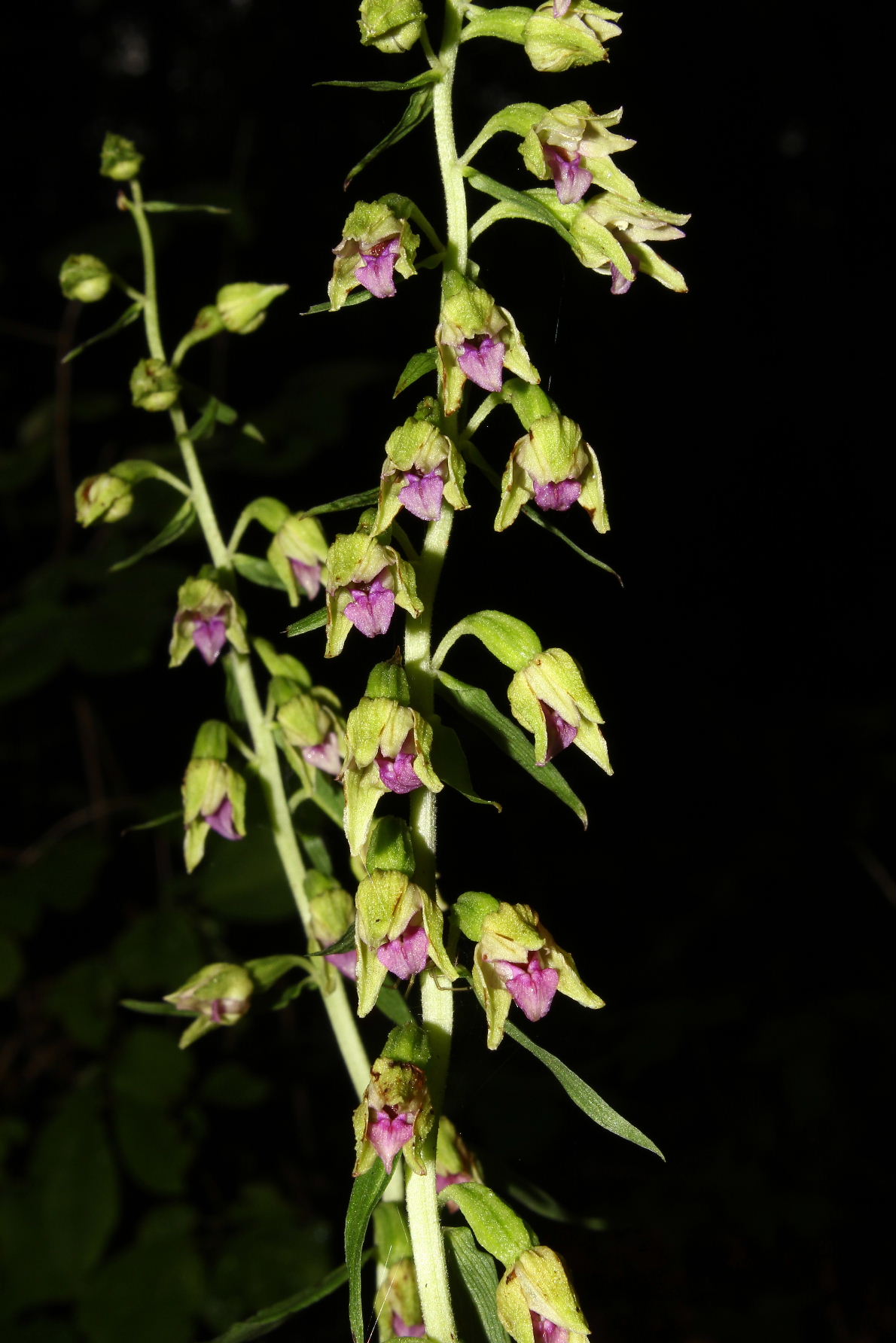 Epipactis thesaurensis in Lessinia