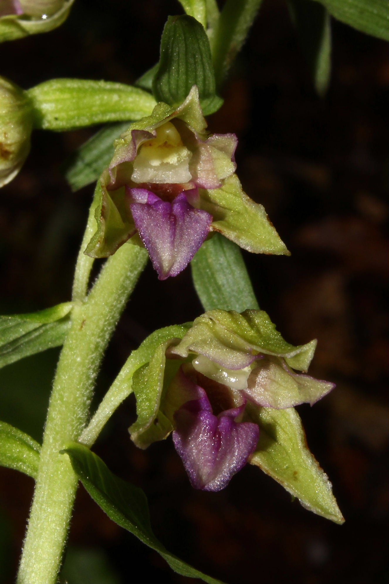 Epipactis thesaurensis in Lessinia