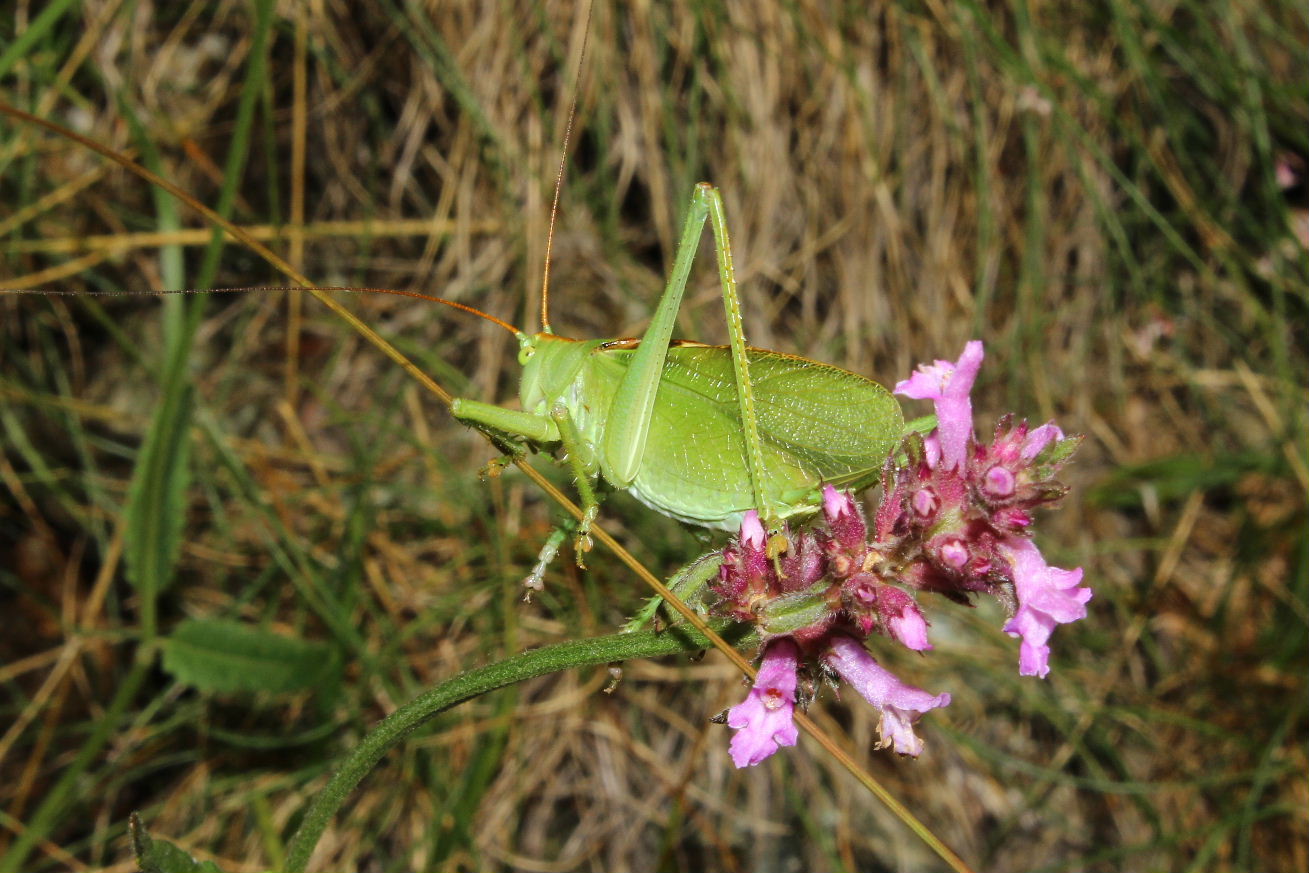 Orthoptera  da determinare-5