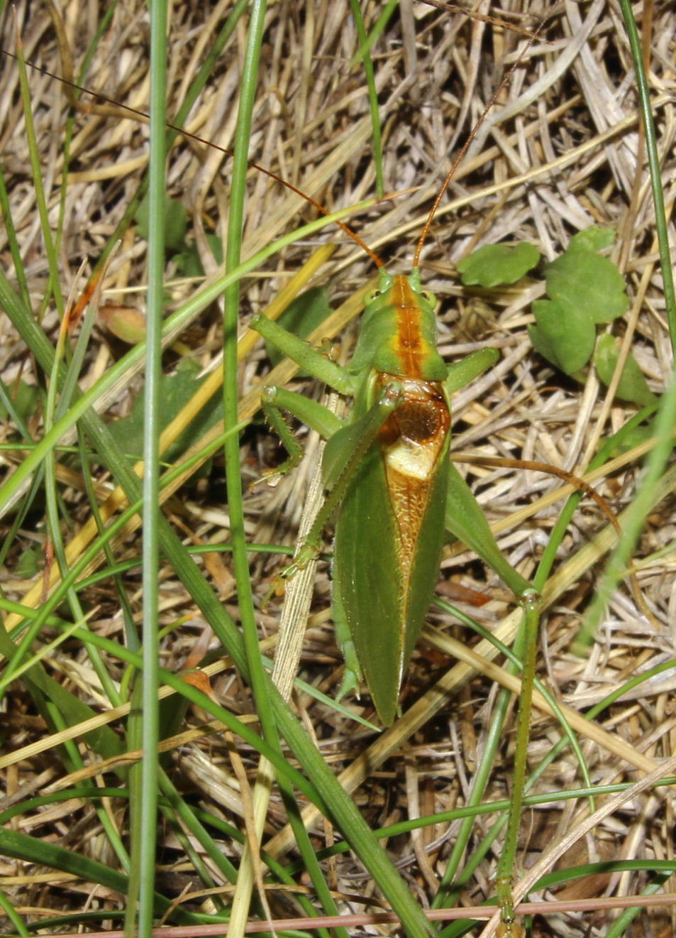 Orthoptera  da determinare-5