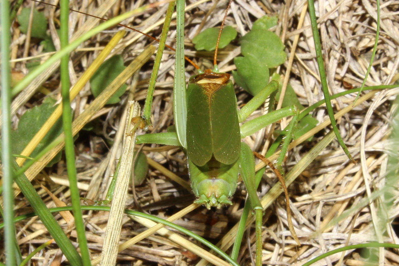 Orthoptera  da determinare-5