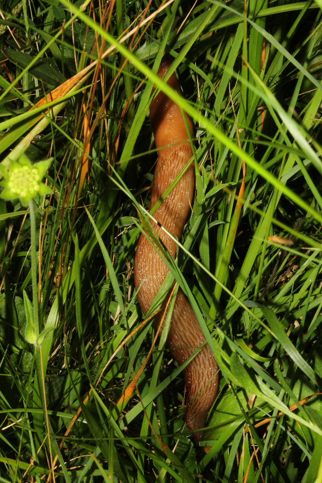 Limax dacampi della zona Monte Beigua-Pianpaludo (SV)