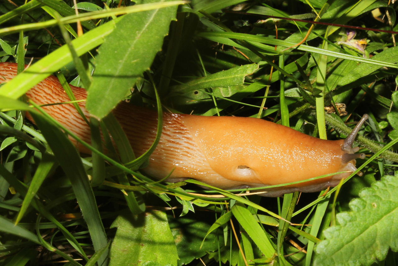 Limax dacampi della zona Monte Beigua-Pianpaludo (SV)