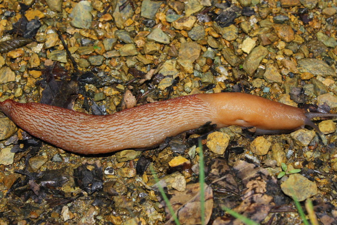 Limax dacampi della zona Monte Beigua-Pianpaludo (SV)