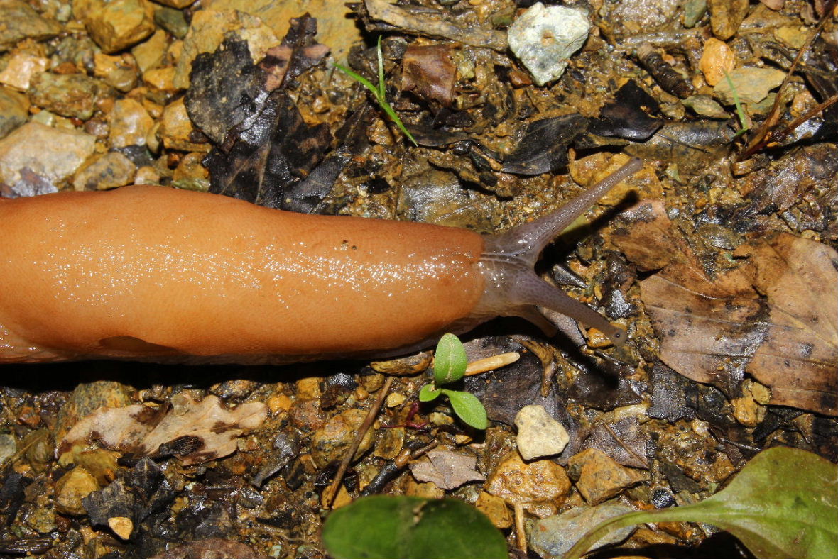 Limax dacampi della zona Monte Beigua-Pianpaludo (SV)