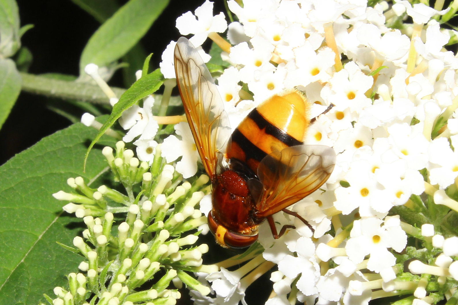 Volucella zonaria ??