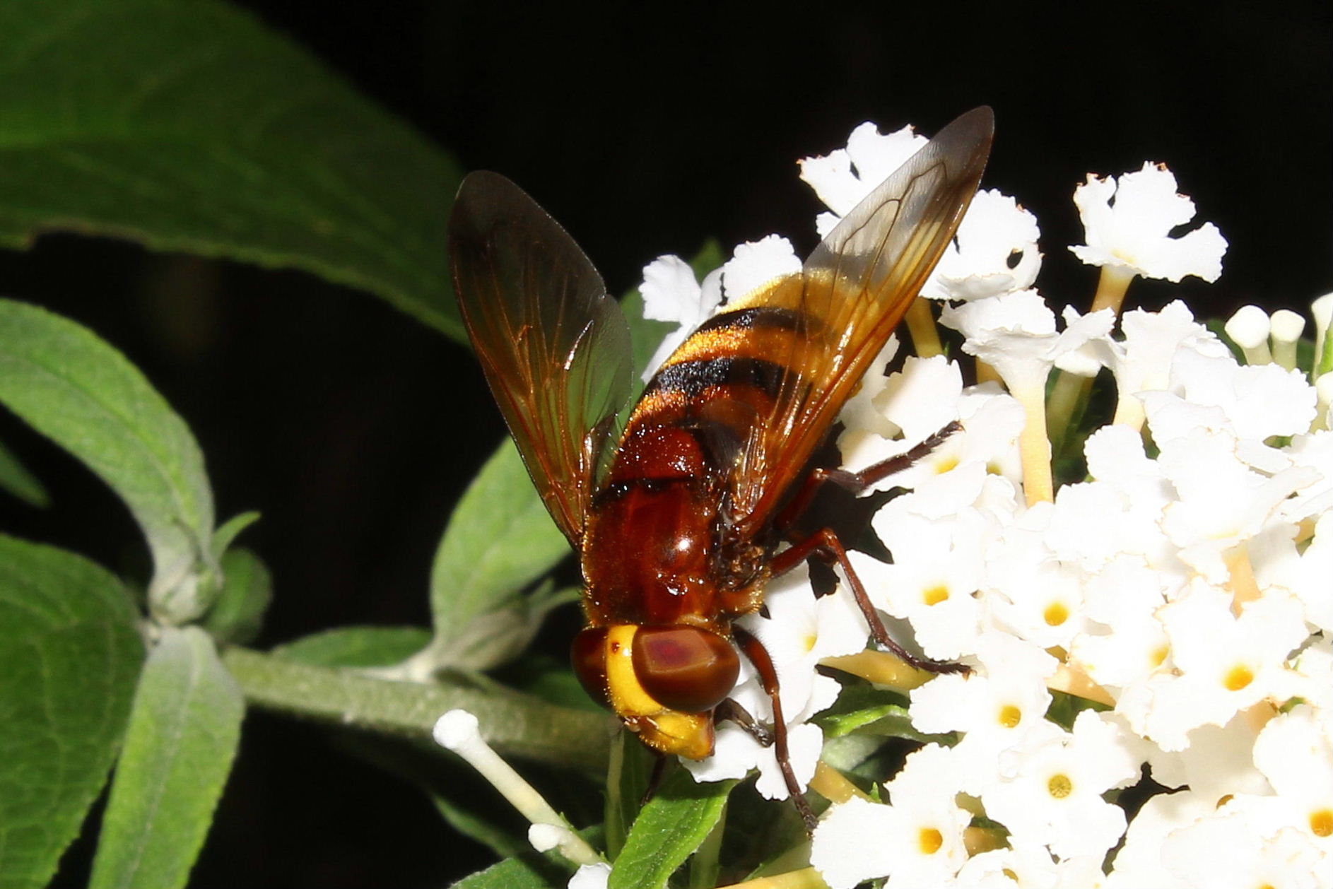 Volucella zonaria ??