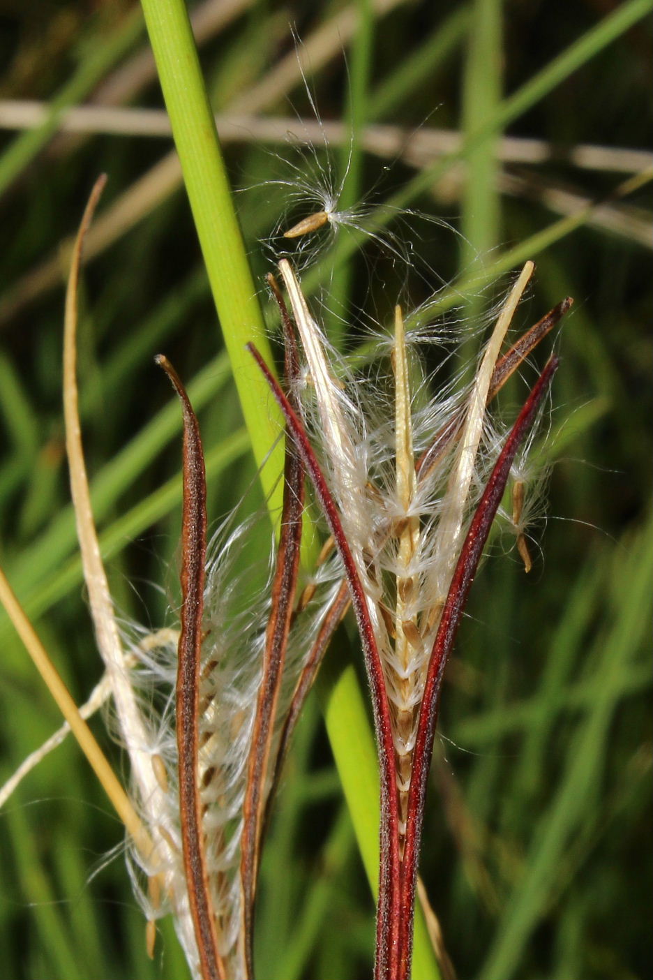 Epilobium palustre / Epilobio di palude