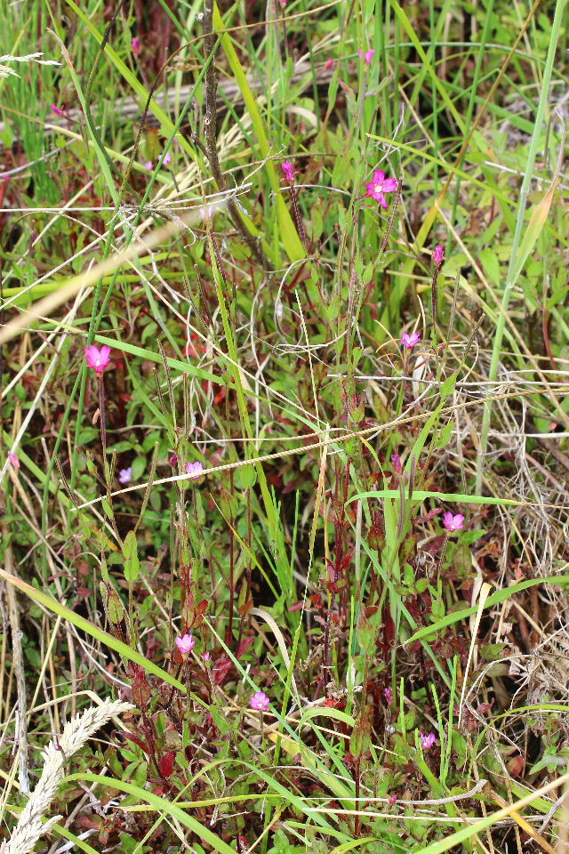 Epilobium palustre / Epilobio di palude