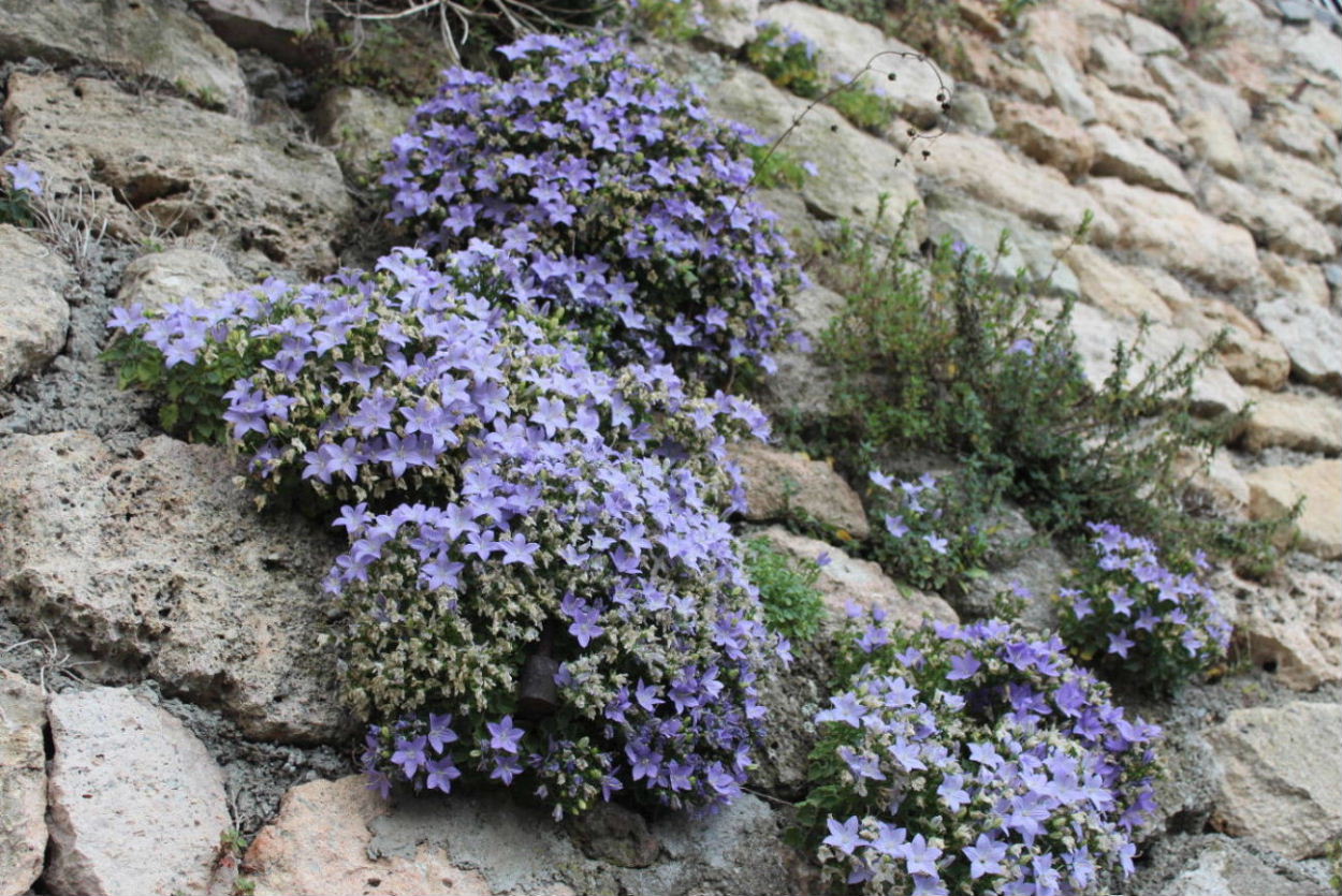 Campanula isophylla / Campanula di Capo Noli