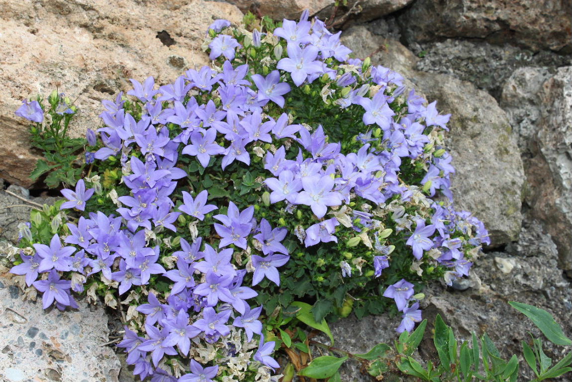 Campanula isophylla / Campanula di Capo Noli