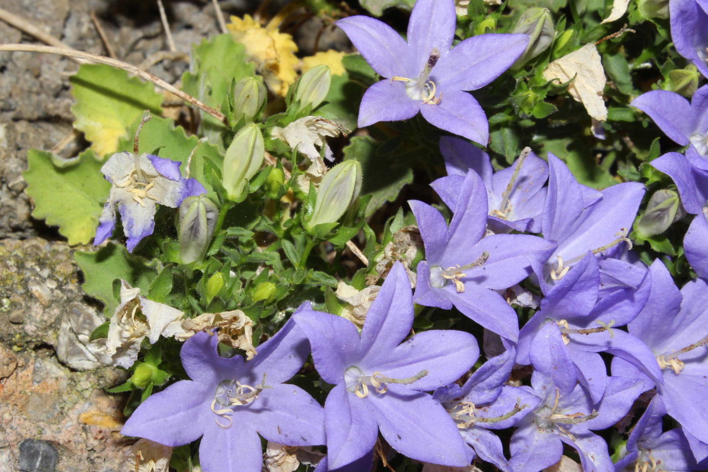 Campanula isophylla / Campanula di Capo Noli