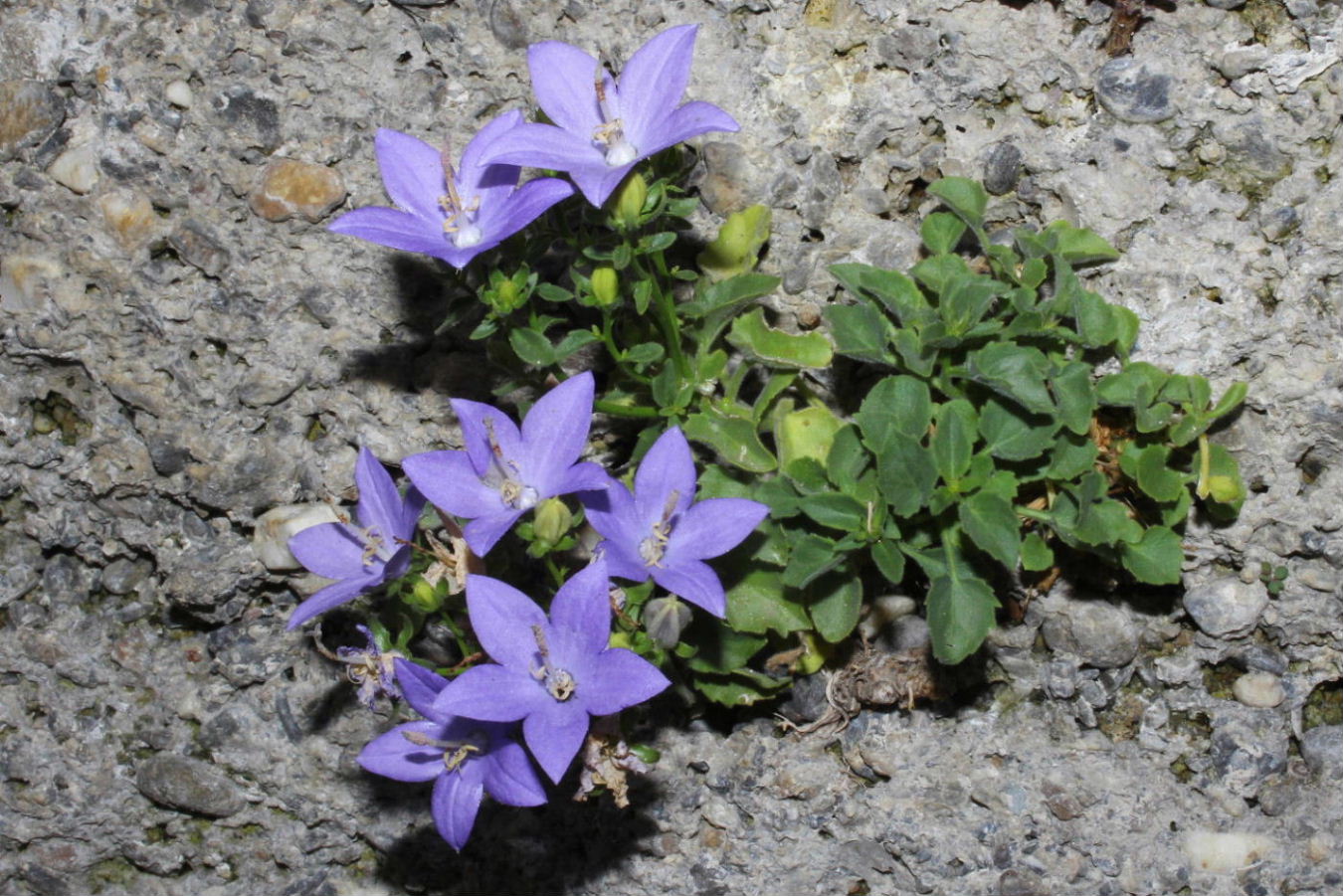 Campanula isophylla / Campanula di Capo Noli