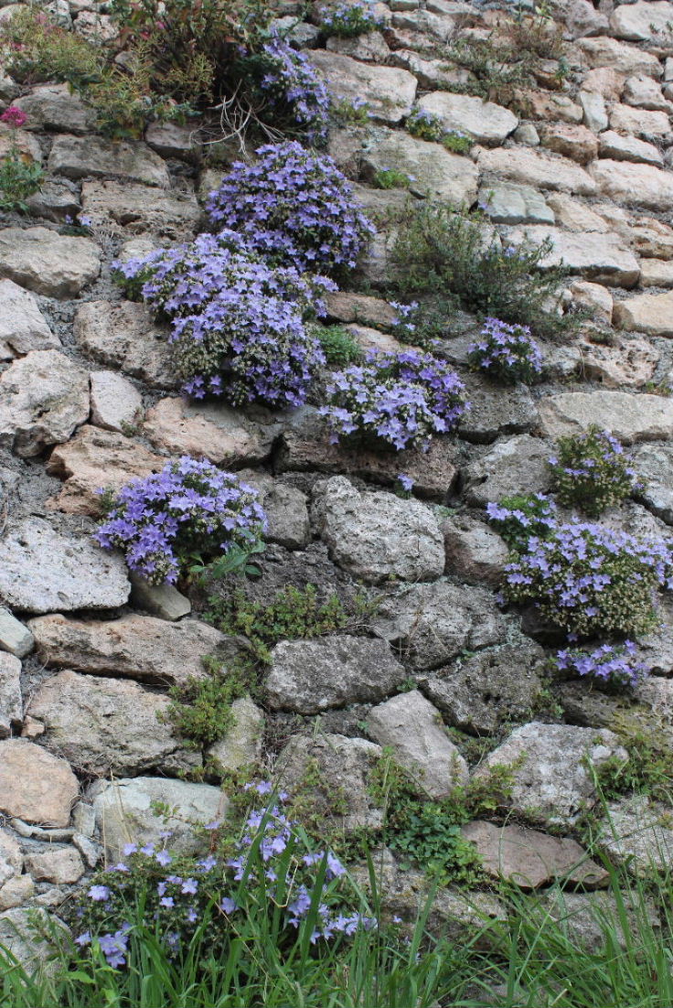 Campanula isophylla / Campanula di Capo Noli