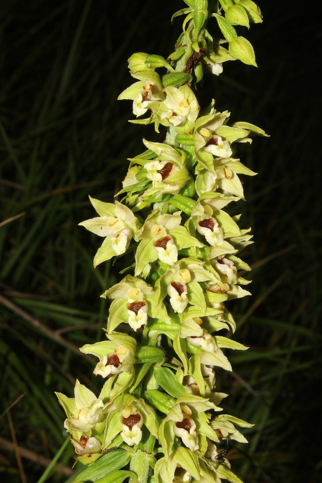 Epipactis da determinare