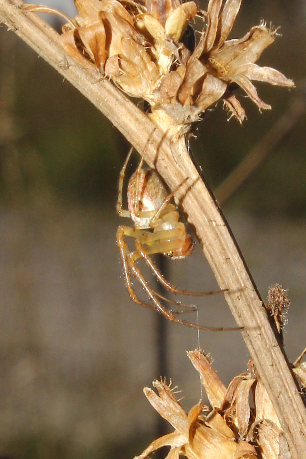 Metellina sp. - Alta Val di Vara (SP)