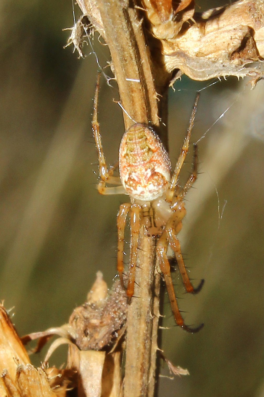 Metellina sp. - Alta Val di Vara (SP)