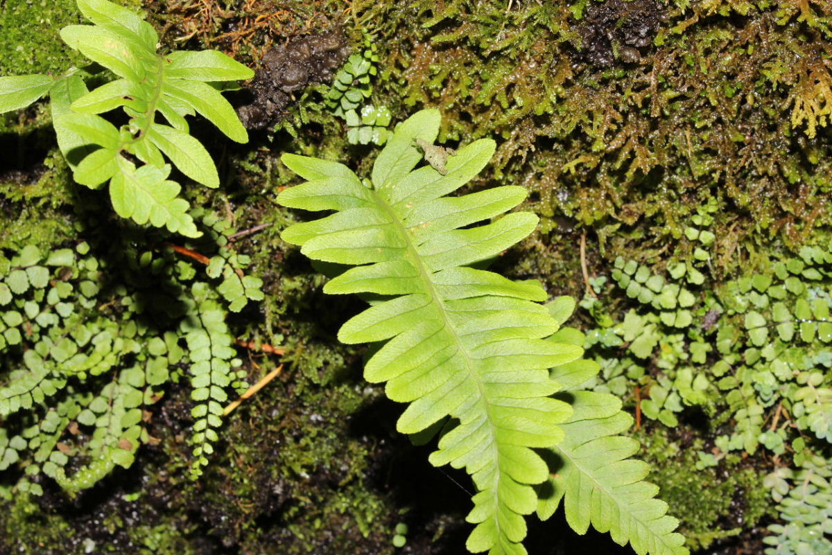 Felce da determinare-13 Polypodium interjectum