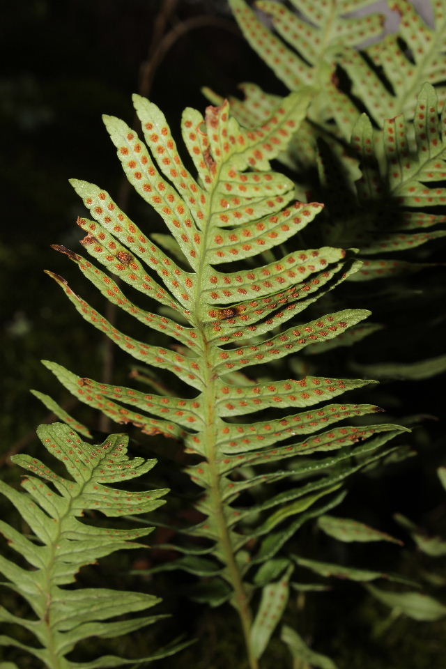 Felce da determinare-13 Polypodium interjectum