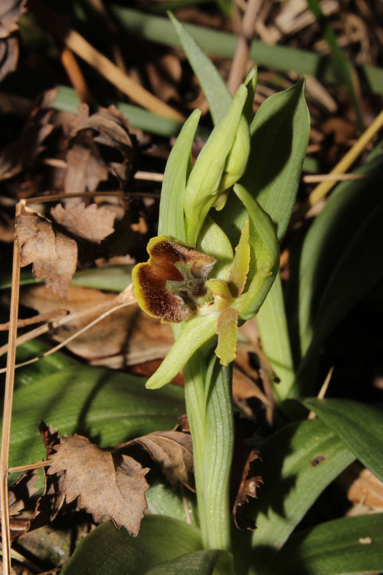 Ophrys Massiliensis a confronto