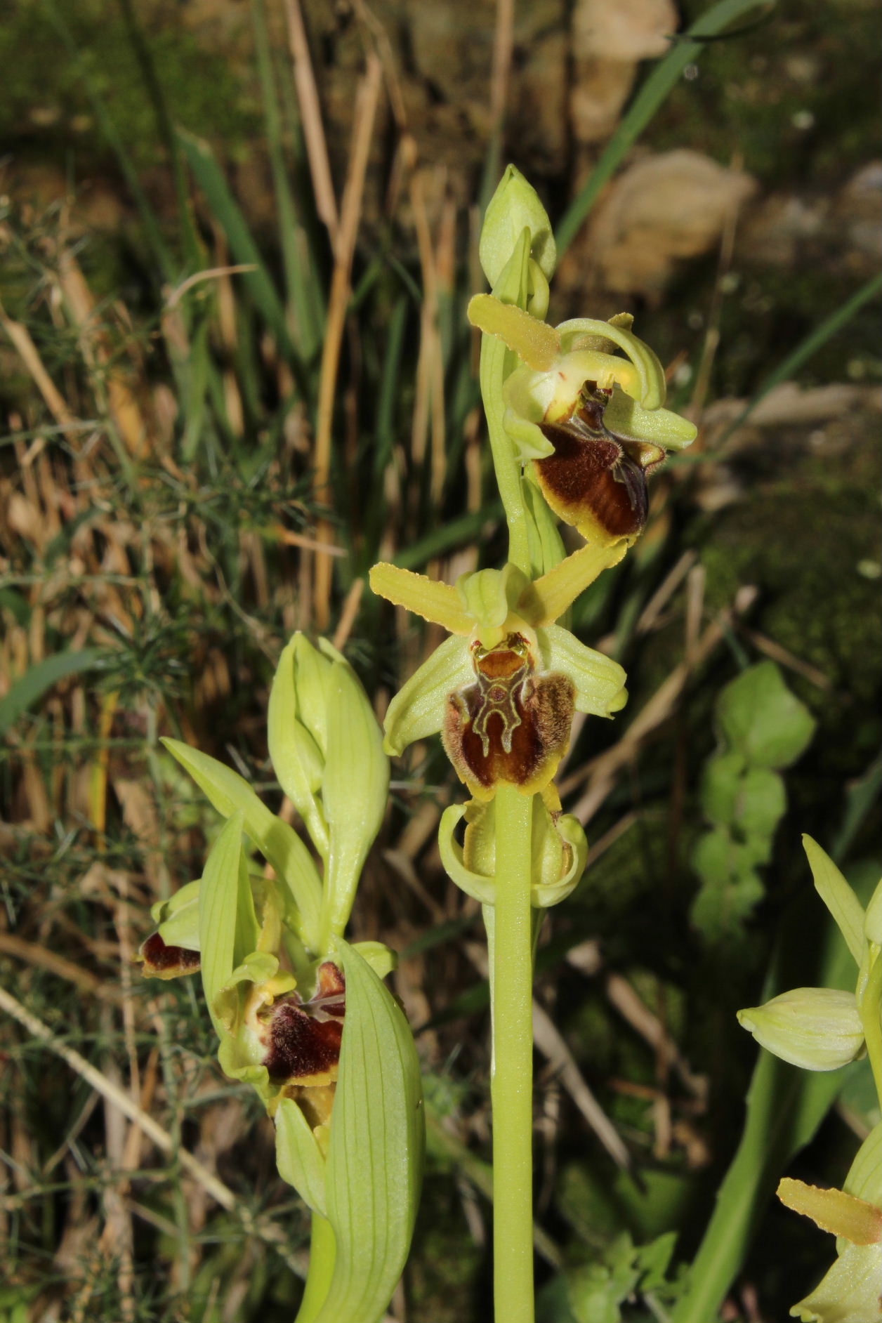 Ophrys Massiliensis a confronto