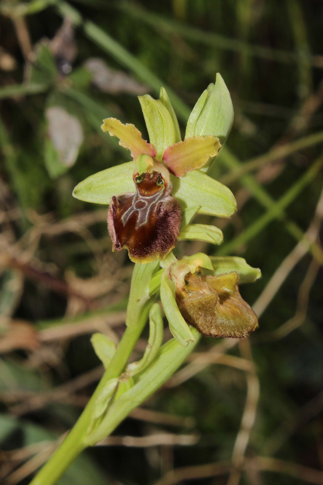 Ophrys Massiliensis a confronto