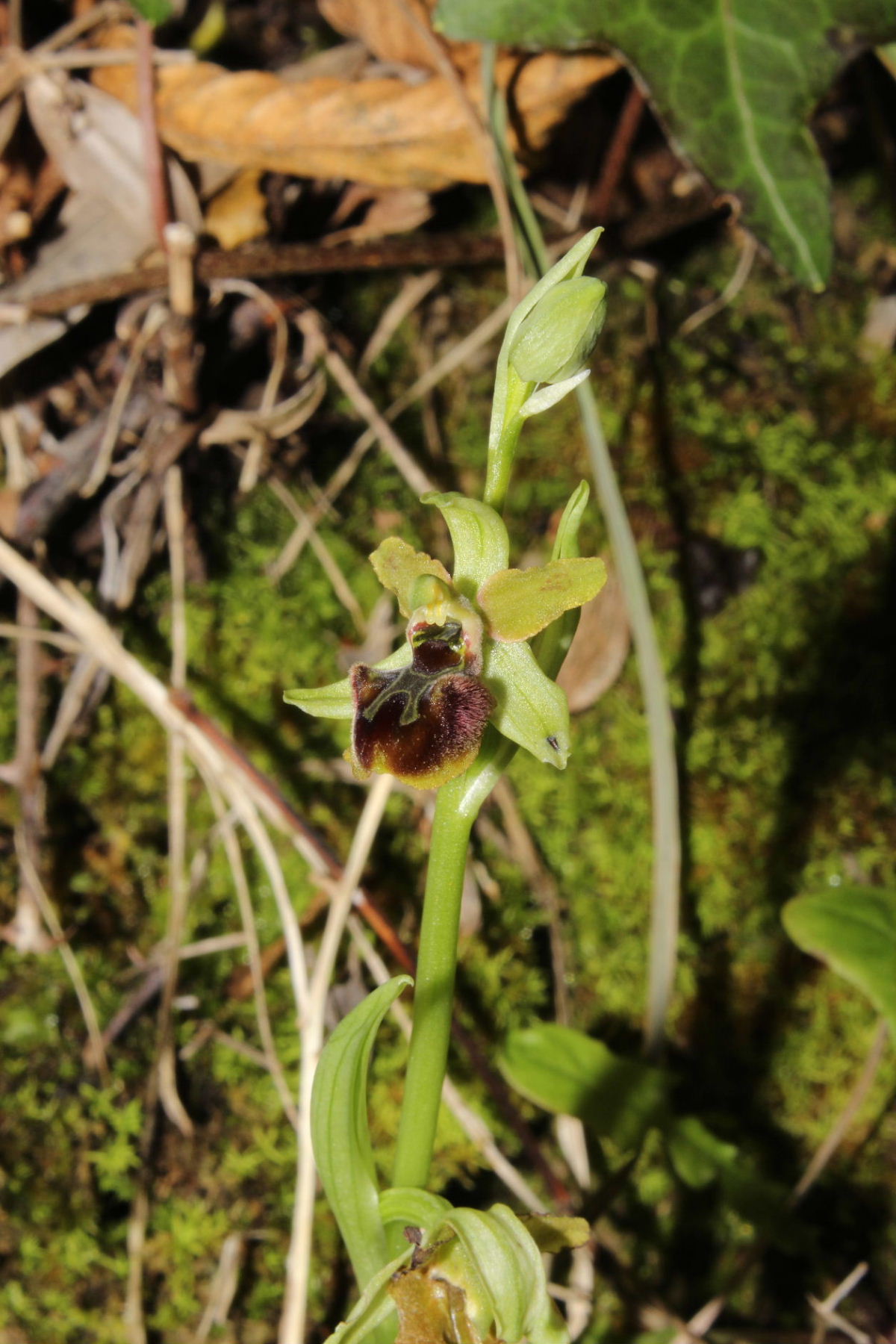 Ophrys Massiliensis a confronto