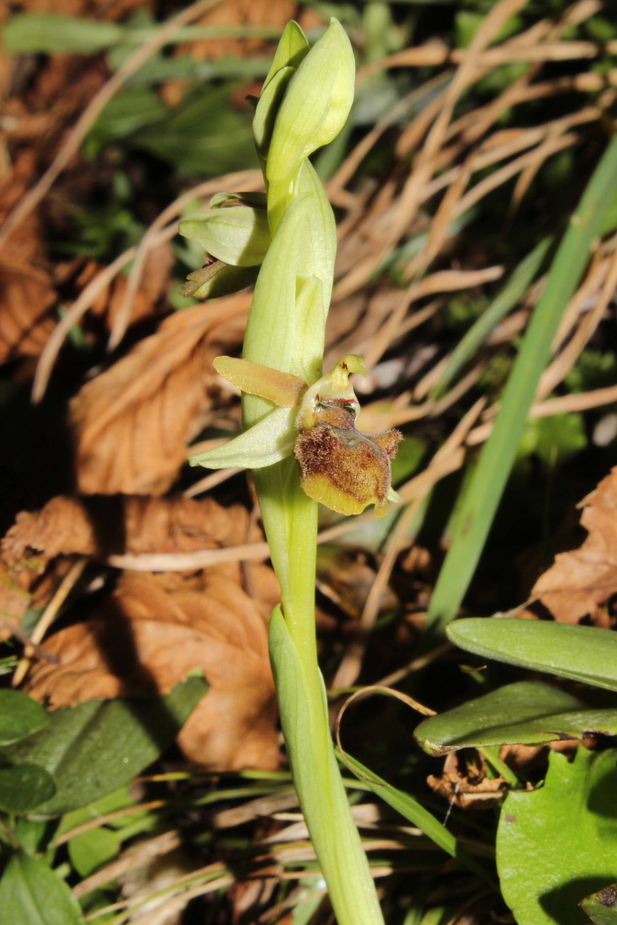 Ophrys Massiliensis a confronto