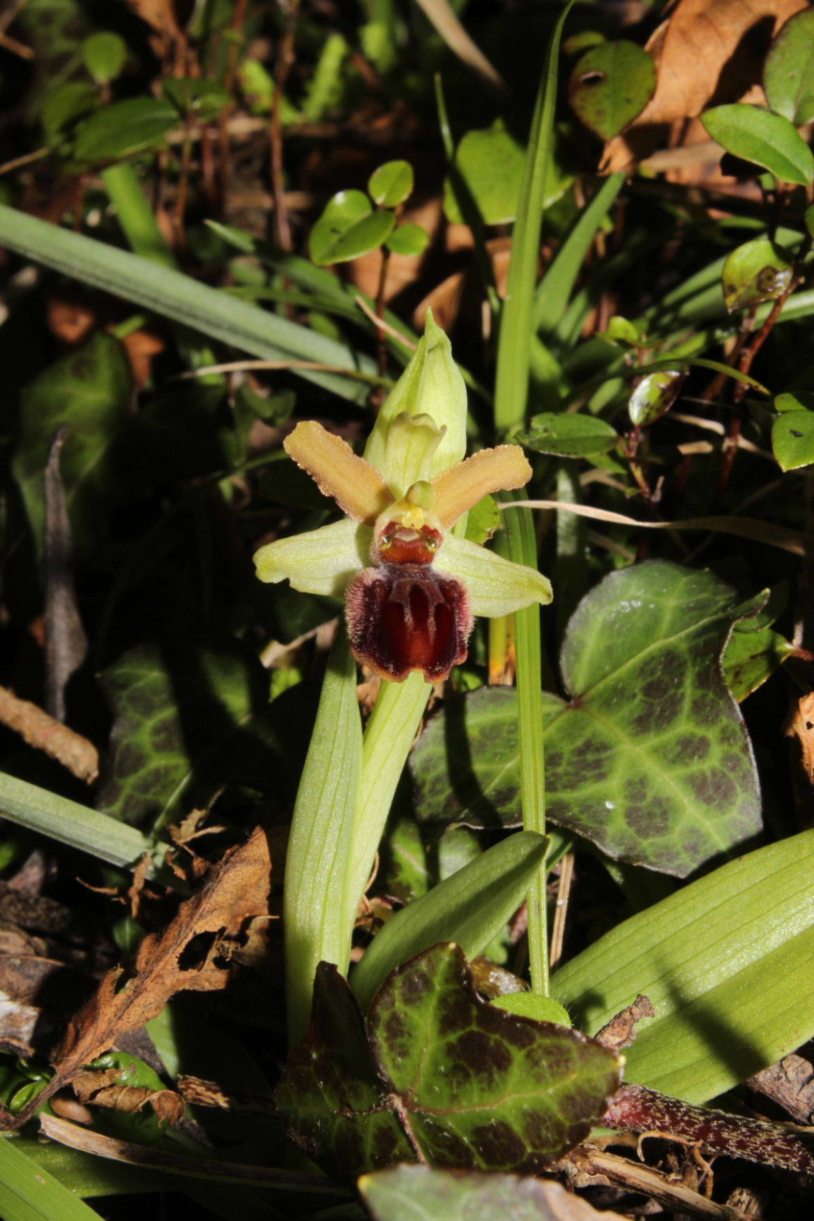 Ophrys Massiliensis a confronto