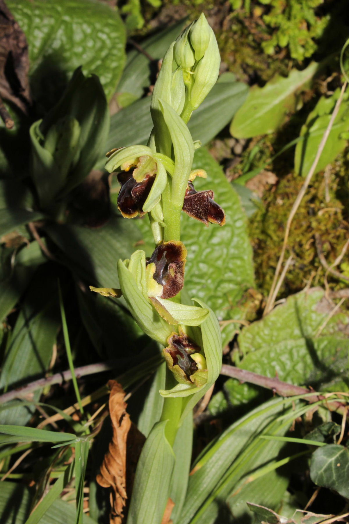 Ophrys Massiliensis a confronto