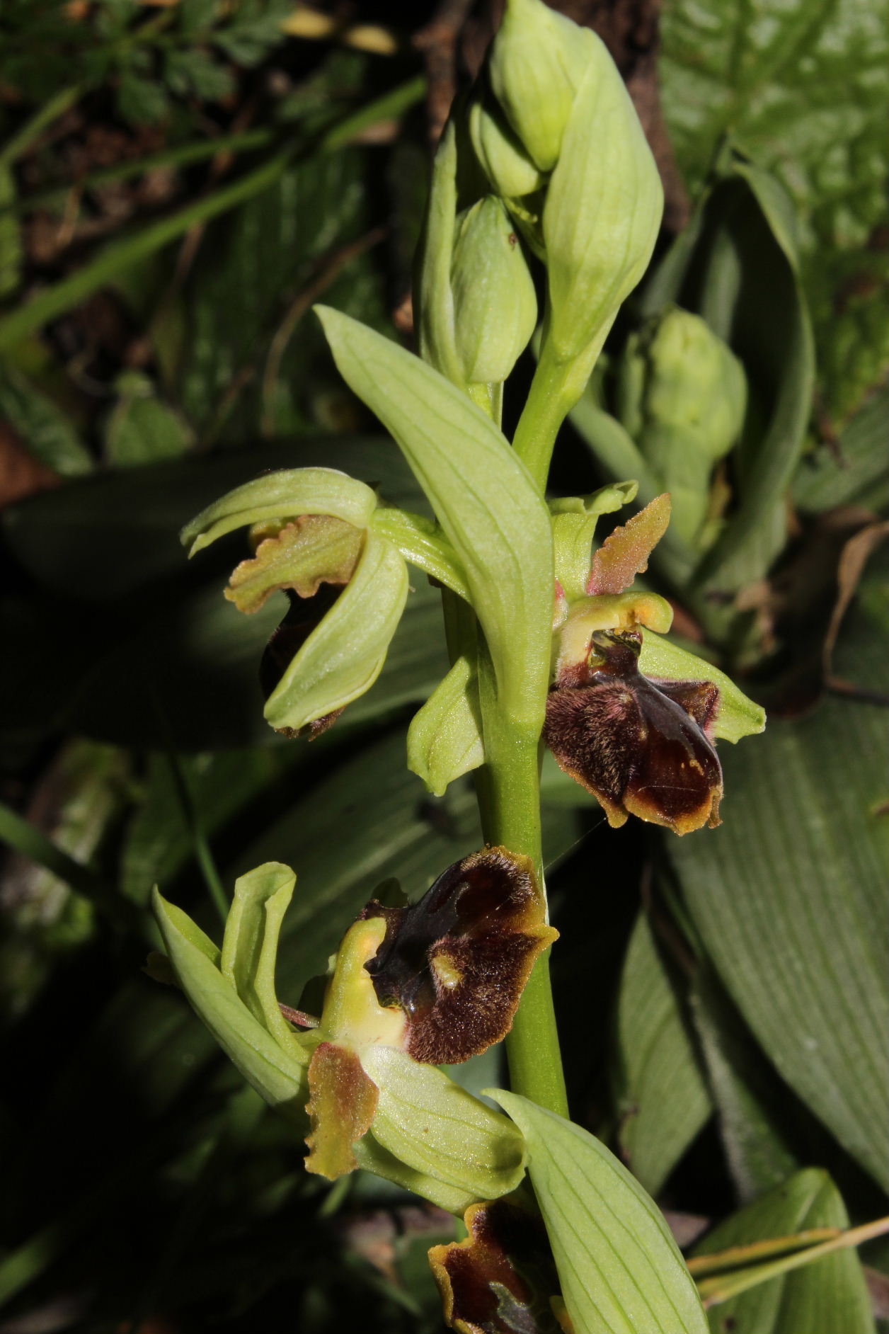 Ophrys Massiliensis a confronto